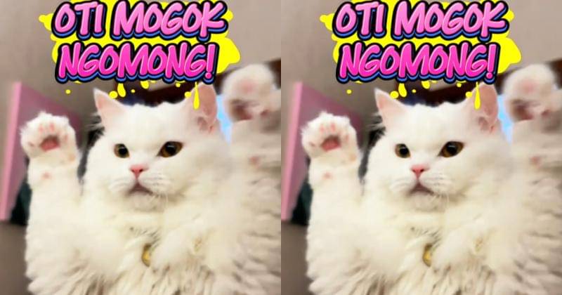 TikTok.com/kootie.wijaya